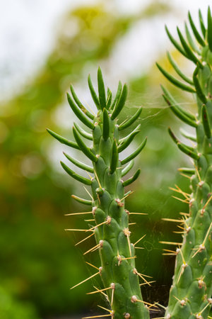 Growing succulent cactus plant with cobwebs on thorns close-up. Oasis in the desert concept