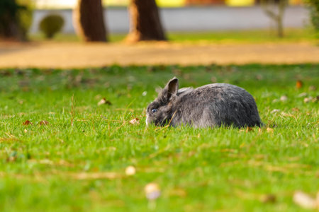 A young gray rabbit eating green grass in a meadow. Gray little Easter Bunny in the wild. close-upの写真素材