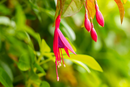 Blooming colorful red fuchsia flowers in nature close up