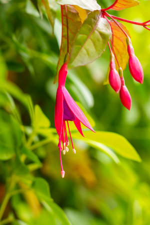 Beautiful blooming purple pink fuchsia flowers with green leaves in the garden
