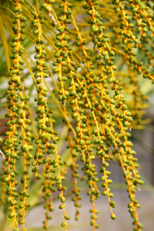 Young small green date palm fruits on a branch tropical tree closeup