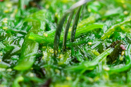Japanese Wakame seaweed salad with fork. macro shotの写真素材