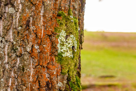 Xanthoria parietina lichen on tree trunk close upの写真素材