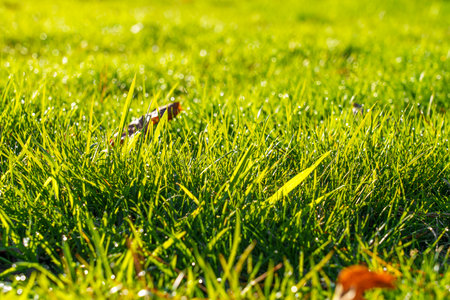 Fresh green grass with dew drops on rural pasture