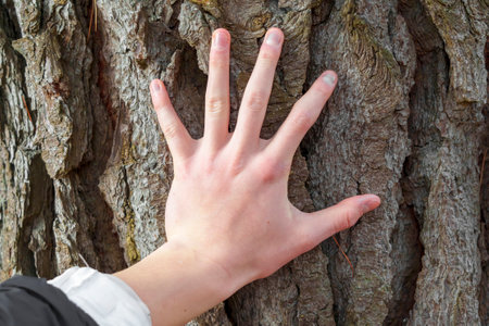 A hand touching the bark of an old tree in a coniferous forest. Harmony with nature conceptの写真素材