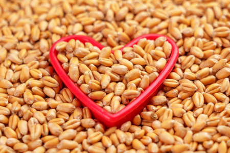 Raw wheat seeds in a red heart shape closeup. Agriculture harvest conceptの写真素材