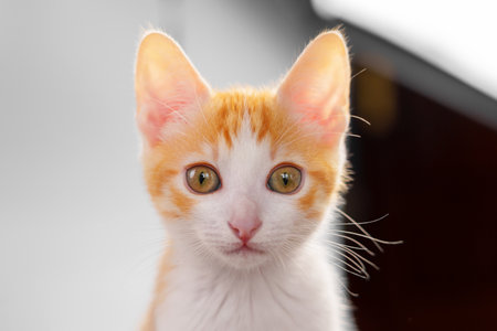 Funny ginger red kitten looking at the camera. Orange young cat close upの写真素材