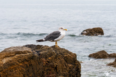 A sea gull perched on a rock against the crashing waves of the ocean surfの写真素材