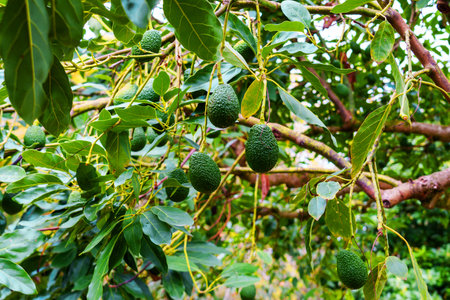 Growing avocado fruits hanging on a Persea americana tree branch close up