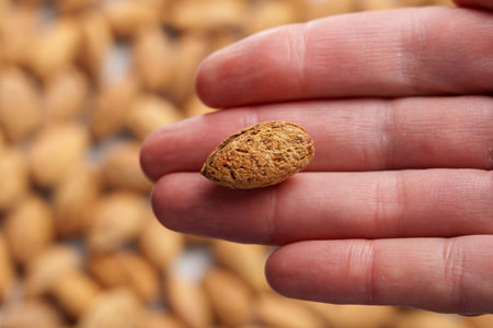 Roasted salted almond christmas treat with cracked shell. Holiday healthy food in hand