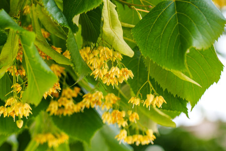 Linden trees delicate blossoms in lush green leaves close up. Beautiful wild fragrant healing flowers for relaxing herbal teaの写真素材