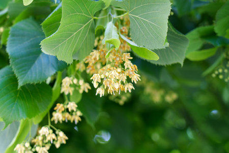 Flowering medicinal Linden tree branch. Tilia cordata blossoms with a soft green leaves backgroundの写真素材