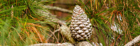 Growing natural pine cone on a large branch of an old tree in a pinewood close-up