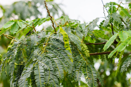 Close-up of Albizia julibrissin leaves and pods with unique texture and vibrant green tones for botanical and ecological themesの写真素材