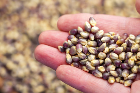 Close-up of a hand holding colorful corn kernels with blurred background. The image showcases...