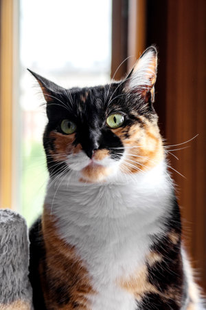 Angry calico cat with green eyes indoors, close-up portrait of feline petの写真素材