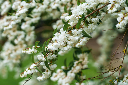 Bunches of flowers with white petals. Deutzia scabra bush. Blooming ornamental plant in gardenの写真素材