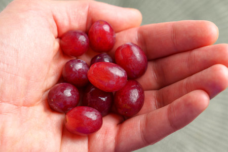 Ripe red ready to eat grapes in hand close upの写真素材