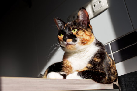 Sunlit calico cat resting on a wooden kitchen tableの写真素材