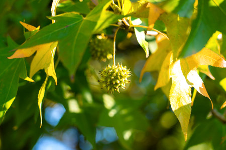 Autumn Sweetgum tree branches with yellow green leaves and prickly seeds close up.