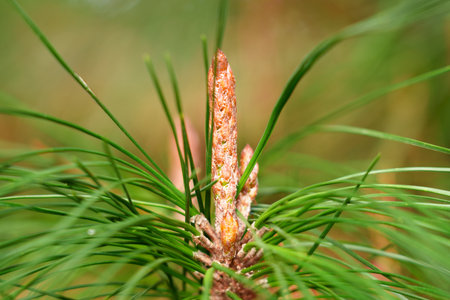 Young pine cone sprout or developing inflorescence on coniferous tree branch. Macro shot