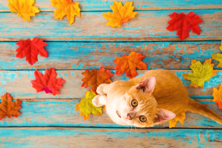 Orange kitten look up and sitting on maple leaves in autumn.  Domestic cute cat in fall.の写真素材