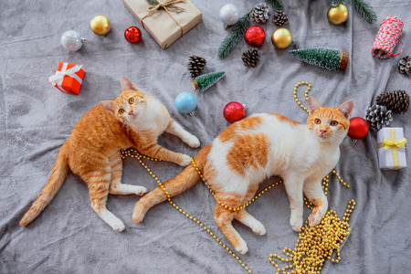 Two kittens look up on gray carpet in christmas holiday with decoration and ornament. Domestic cute cat in winter and sunlight warm.の写真素材