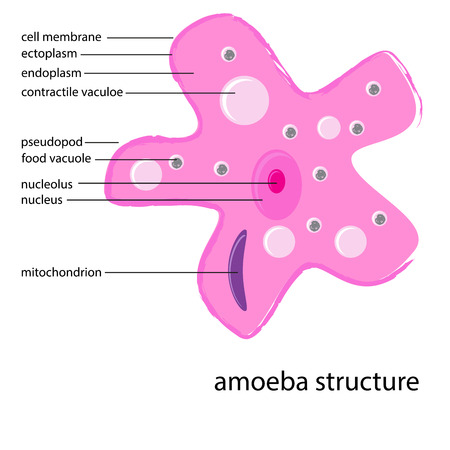 vector amoeba structure with descriptionのイラスト素材