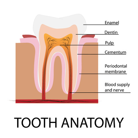 tooth anatomy vector illustration with descriptionのイラスト素材