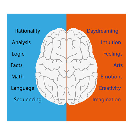 vector illustration of a brain left and right sidesのイラスト素材