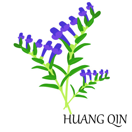 vector illustration of chinese herb - huang-qin, also known as scutellaria.のイラスト素材