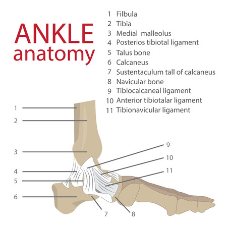 vector illustration of human anatomy ankle. bones and tendons. with description of every element of human foot.のイラスト素材