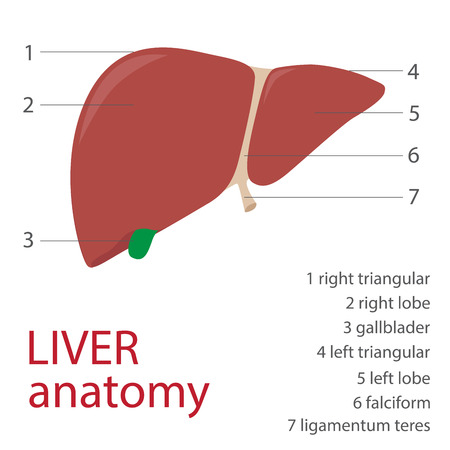 Human liver anatomy with description. vector format illustrationのイラスト素材