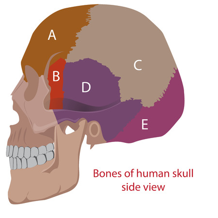 vector illustration of a human head bones types. side view.のイラスト素材