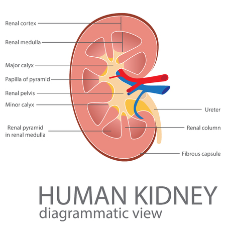 human kidney. diagrammatic view. vector format illustrationのイラスト素材
