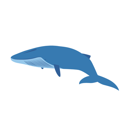 big blue whale isolated on white backgroundのイラスト素材