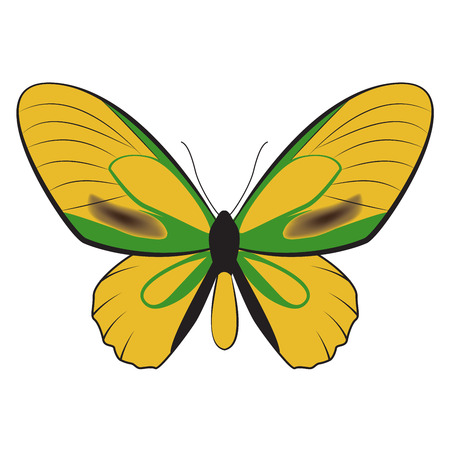 illustration of beatiful butterflyのイラスト素材
