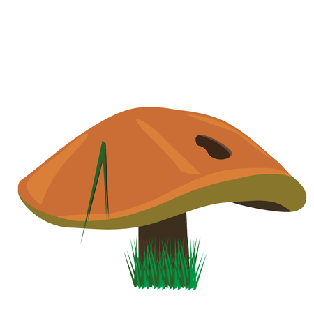 illustration of Suillus luteus, also known as sticky bun with pine needleのイラスト素材