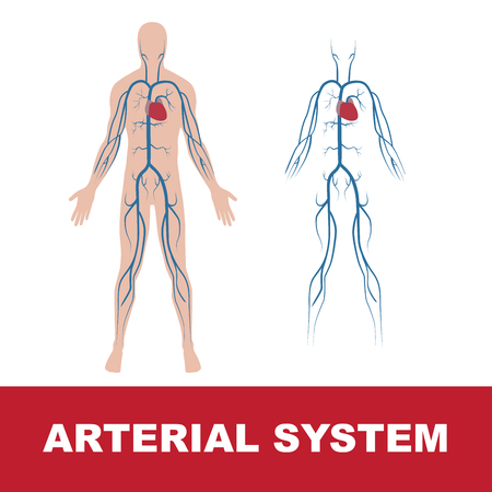 Illustration of human venous system isolated on white.のイラスト素材