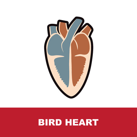 bird schematic heart anatomy vector illustration on whiteのイラスト素材