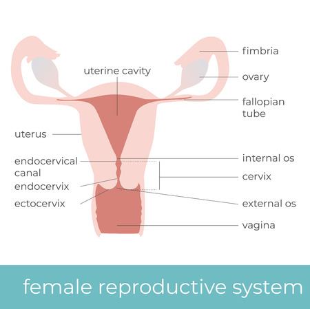 Vector illustration of female reproductive system for educational purpose.のイラスト素材