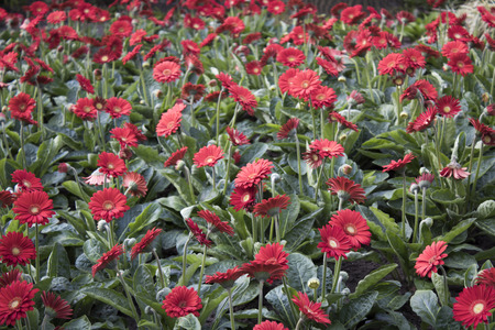 colorfull tulips and other flowers fields. selective focus used.の写真素材