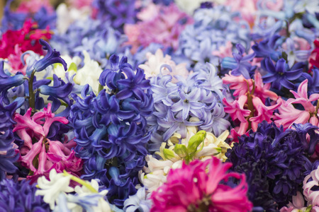 colorfull tulips and other flowers fields. selective focus used.の写真素材