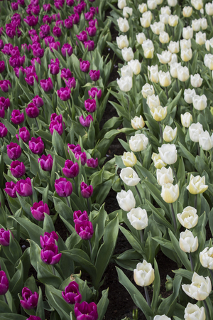 colorfull tulips. selective focus used.の写真素材