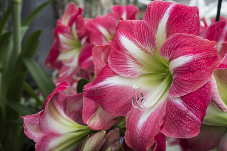 colorful lilies flowers in the spring close upの写真素材