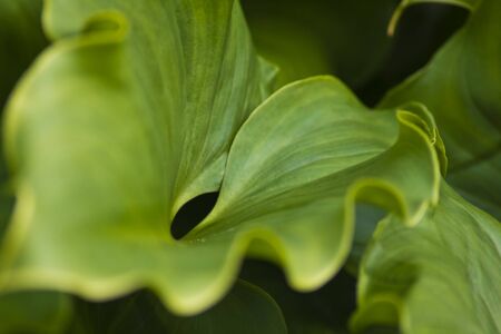 Close up of green leaf.の写真素材