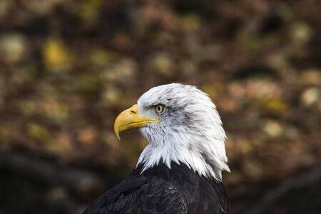 an american bald eagle. Haliaeetus leucocephalus. Photo of proud bird being the emblem of the usaの写真素材