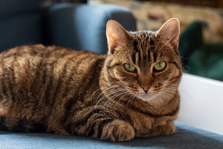 A brown tabby cat with green eyes and black stripes lounges on blue fabric, looking serene and...