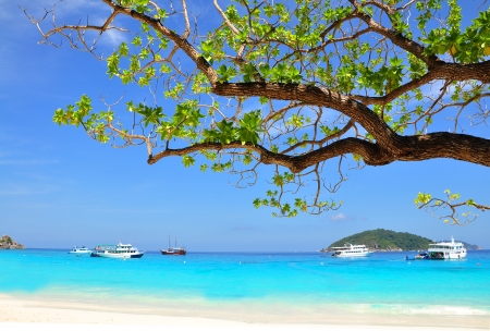 Beautiful beach with blue sea and branch from tree on Similan island, THAILANDの写真素材