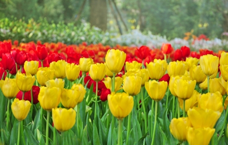 Colorful tulips in the park  の写真素材